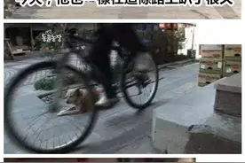 狗狗14年来安静地守着马路对面卖鱼的主人，她们的故事让人流泪图片