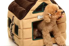 狗狗的脚掌出现了红肿、脱皮的情况，这到底是因为什么？图片