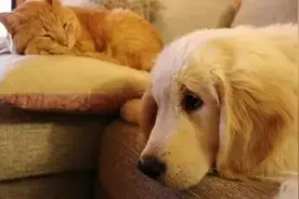 狗子撩猫全过程，简直堪称心机小婊养成记，妹子们都学着点图片