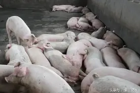 猪病记：一个猪场老板的不当行为让他损失惨重图片