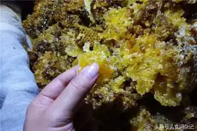 割蜂蜜 · 你是否够胆去经历？图片