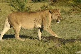 三只母狮为了保护幼狮大战入侵鳄鱼，最终将鳄鱼活活咬死！图片