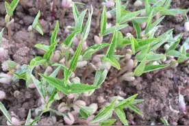 夏季每个人都吃的绿豆是这样长出来的，这样吃最好吃图片