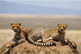 出来觅食小猎豹遇上羚羊，费了九牛二虎之力终于得手图片