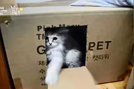 超可爱！和小猫咪玩敲门游戏图片