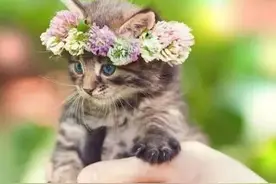 20种最常见的热带小灌木，却变成流行的北方盆栽图片