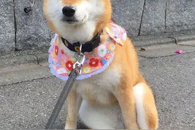 主人带柴犬出去旅游，拍照时柴犬总是一脸不屑图片