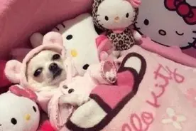 吉娃娃中的白富美，豪车、美酒，还要做美容，各种大牌全都有图片