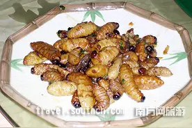 广宁美食竹虫叫“伟哥”，你试过没？图片