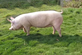 母猪为什么会流产？原因你们知道吗？图片