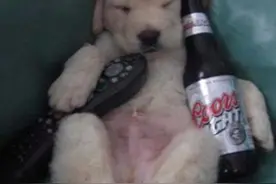 ​猫咪和狗狗失恋了会怎样呢？其实它们只能在无情的深夜中买醉！图片