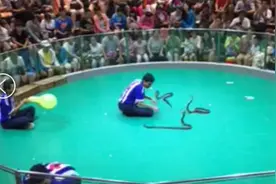 泰国玩蛇惊险表演，表演者差点被毒蛇咬死图片