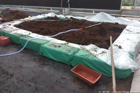 规模化盆栽蔬菜基地，南方基地椰砖泡发现场和移栽图片