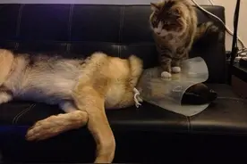 猫咪竟跟蜥蜴抢窝，跳进饲养箱舒服地打盹，超冲突的画面让人笑翻图片