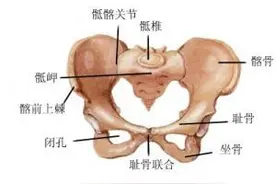 《字里藏医》之——耻骨图片