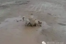 你的狗为何热衷于滚屎滚泥？本兽医来解答！图片