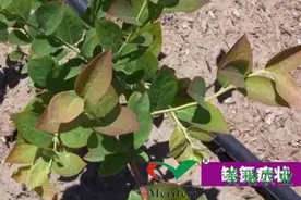 最全蓝莓缺素症状图例以及对应施肥要点图片
