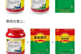 成都兴旺禽药专家推荐：鸡慢性呼吸道疾病的两个经典治疗方案图片
