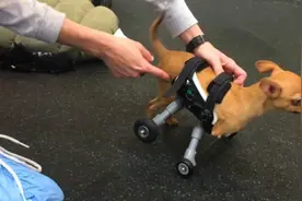 小狗越野车！残疾小狗安装特制轮椅重获新生！图片