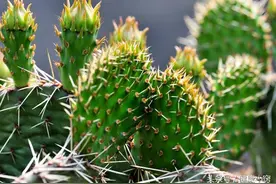 当你还在对它退避三舍时，有人却这样用来消炎止痛兼美容图片