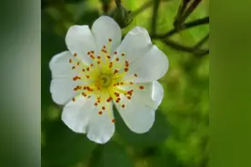 花之传说：末路之美之荼蘼花，芳香勾勒出曾经的美丽回忆图片