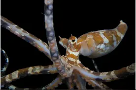 章鱼伪装成诱饵捕食海鸟，它的聪明不得不让人佩服图片