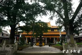 奉化溪口的古树名木，你知多少？图片