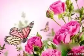 夏天，最美丽的遇见图片