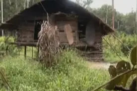 在树上建造的房子，见过吗？到非洲贡拜族去看看吧......图片