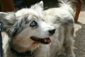 柯基与其他狗狗的后代！这强大的基因也是笑疯我了！图片