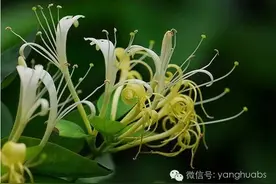 夏天清热解毒第一花，泡水就能抗病毒！快来看看！图片