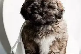 宠物知识狗狗怎么拉不出便便了？图片
