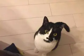 喵星人要不到食物就跟主人翻脸、翻白眼！图片