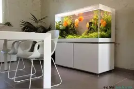 草缸的世界，七彩畅游图片