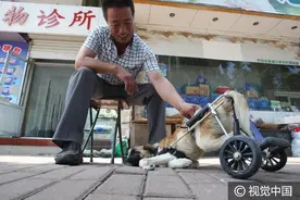 山东烟台：好心兽医为“狗坚强”订制轮椅图片