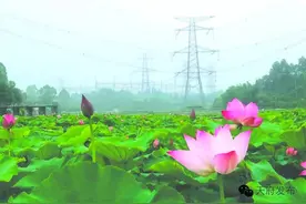 智慧花谷·百里花蹊天府新区这个街道要打造5个乡村旅游项目！图片