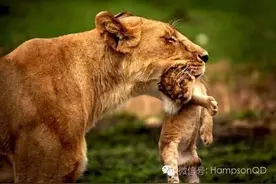 看看歪果仁是怎么翻译这15句中国谚语的图片