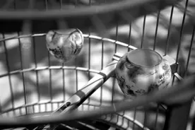 王明文：做鸟笼，不做笼中鸟图片