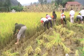 邳州民俗：乡社互相与结义图片