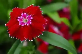 城镇化日报49：武汉官方解释为何仍“看海”图片