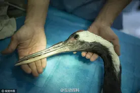 广州“钛合金嘴”丹顶鹤 这下谁都打不过它了图片