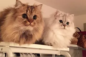 这对表情超同步的猫咪兄弟，萌度已飙升到一定境界！图片