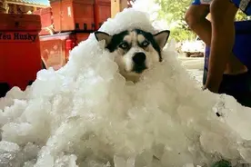 干货|狗狗中暑应急处理办法。图片