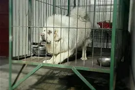 我家的藏獒日记——我家小飞养出来的感觉就不一样图片