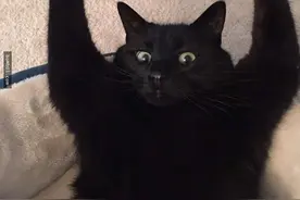 21只“完全忘记自己的高傲形象变成搞笑谐星”的呆萌喵星人图片