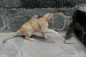 猫咪是怎么抓老鼠的？图片详细告诉你图片