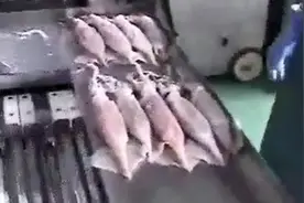 新鲜鱿鱼进食品厂切块加工全过程图片