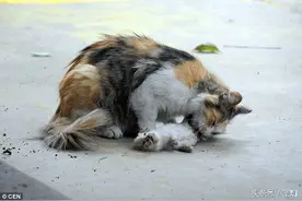 小猫惨死街头，猫妈妈一直死守旁边不离开，小猫的眼睛还是睁开的图片
