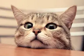 猫咪绝育后性格会变吗？短片告诉你！图片