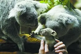 ​刚出生不到一个月的小考拉遭妈妈遗弃，被人收养坐在水杯里喝奶图片